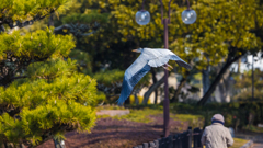 公園の野鳥たち＿９