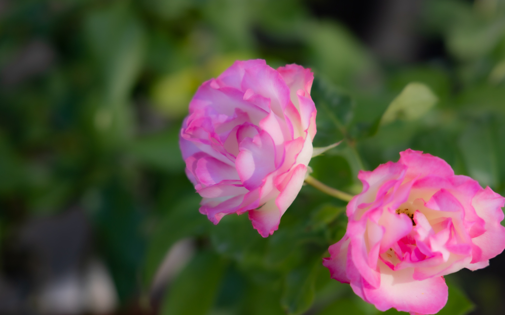 秋の薔薇・１１