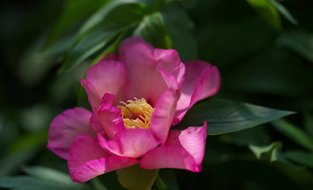 芍薬・１＿６