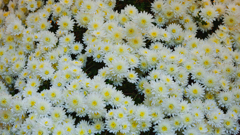菊　花＿１０