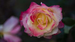 ダブル　ディライト