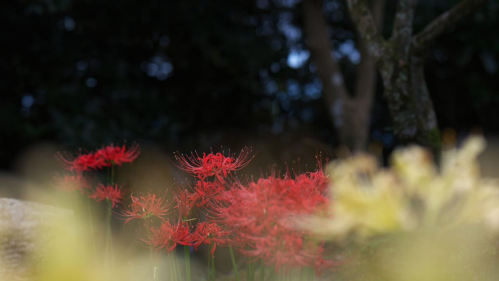 彼岸花・４２