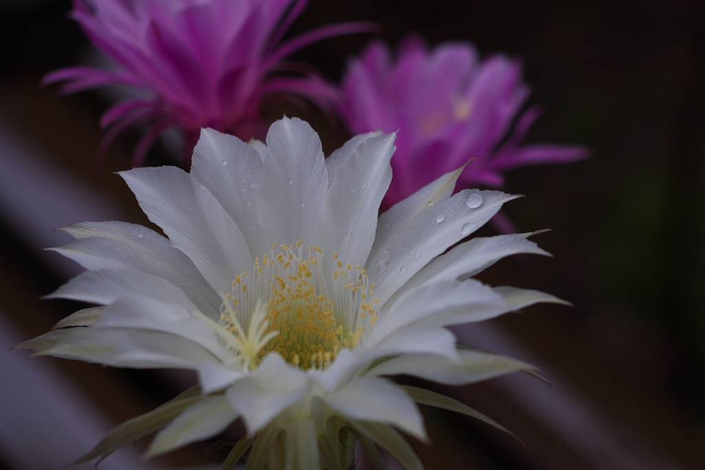サボテンの花・２