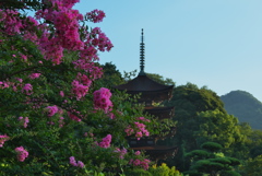 百日紅＿３０−４
