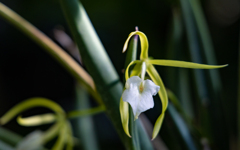 ブラッサボラ　スブリフォリア・１