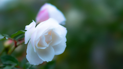 白い花＿２