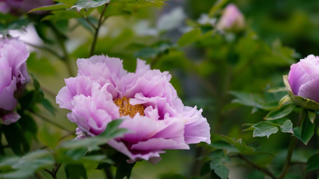 島 の 藤（しまのふじ）