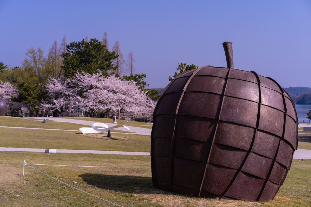 ときわ公園の桜＿９