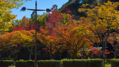 山口市内 秋の彩り＿２２