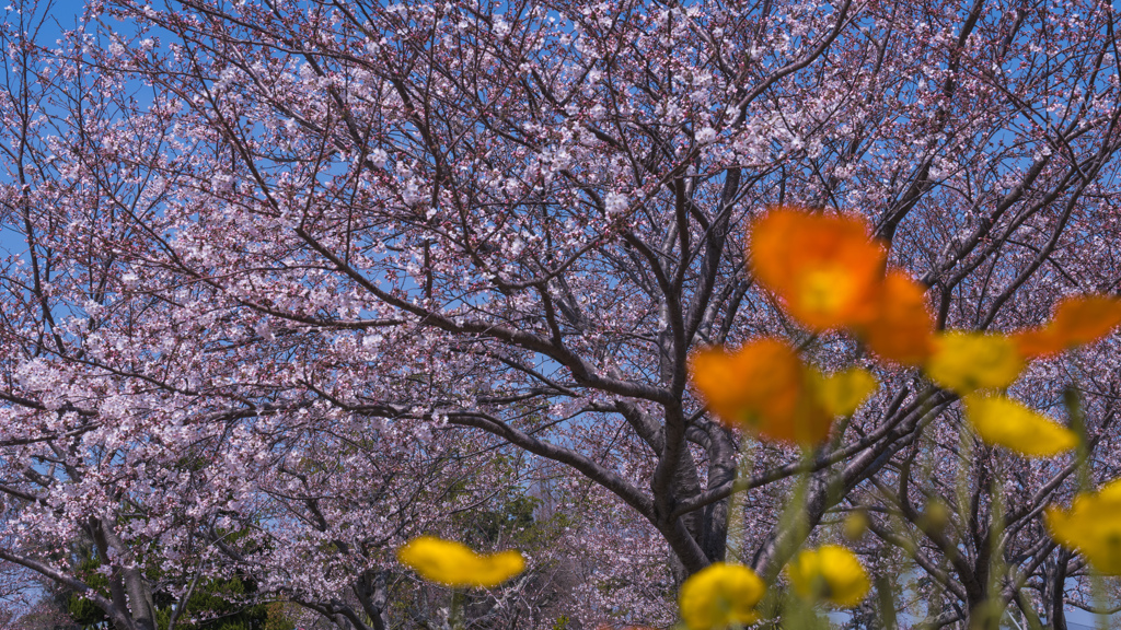 ときわ公園の春・２