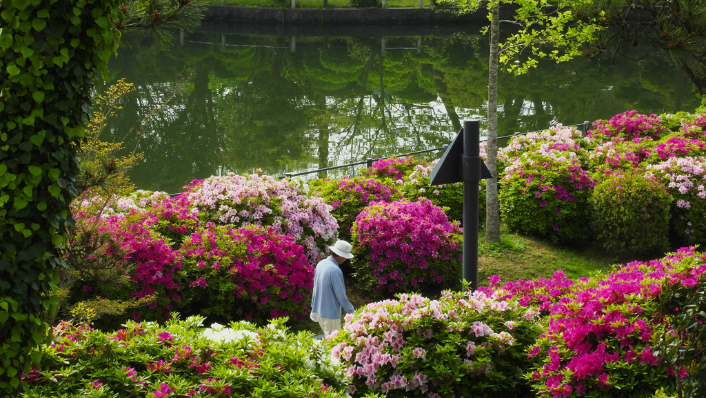 ヒラドツツジ・４