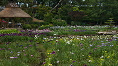 花菖蒲３０＿３１