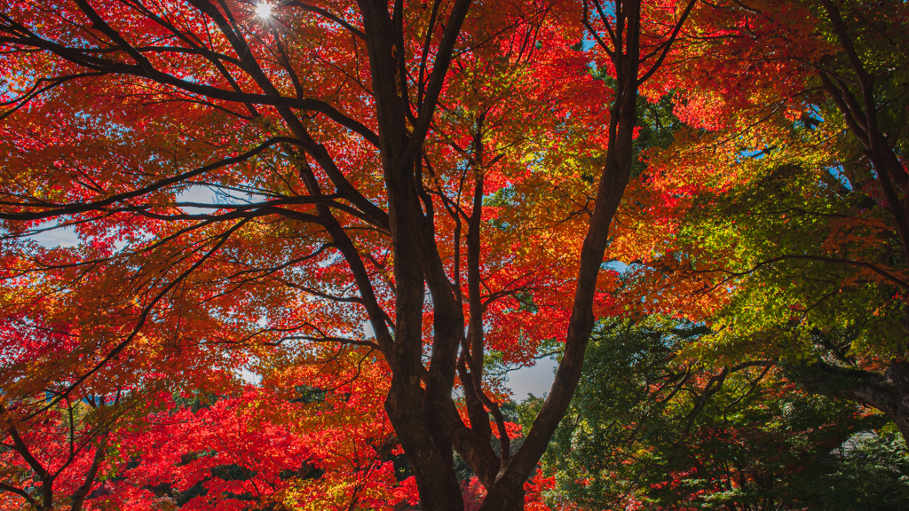 紅葉の頃＿９