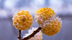 タイリンミツマタ・２