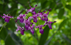 ラ　ン・１＿２