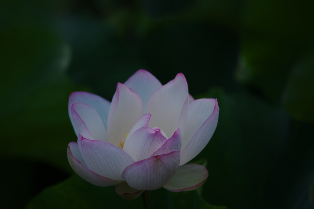 孫文蓮＿３０−１８