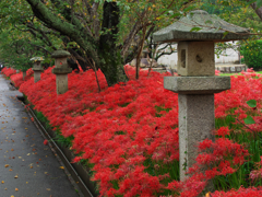 彼岸花・２１