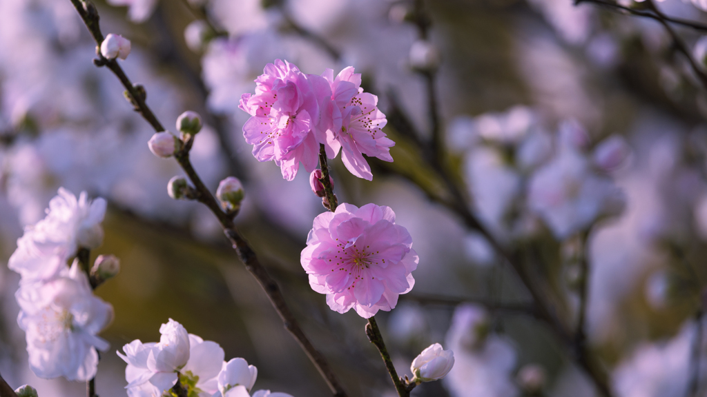 桜・維新公園２３