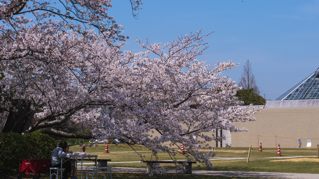 ときわ公園の春・２０