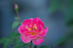 秋薔薇・３０＿４