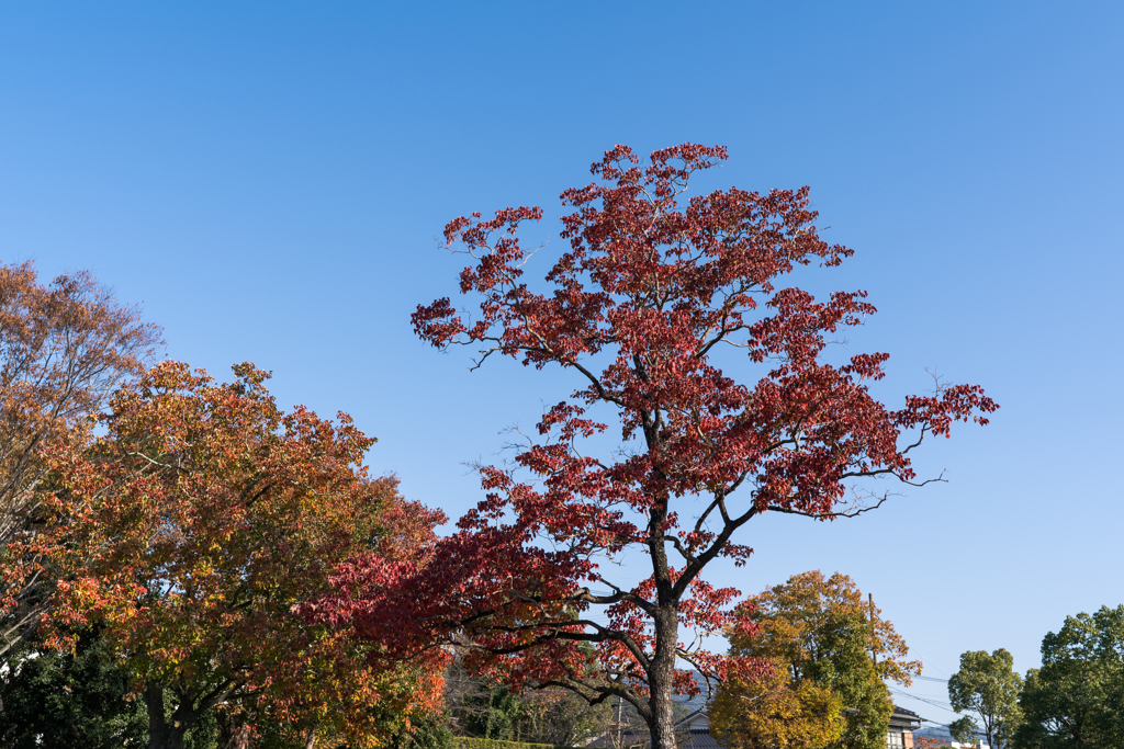 秋彩＠パークロード・４