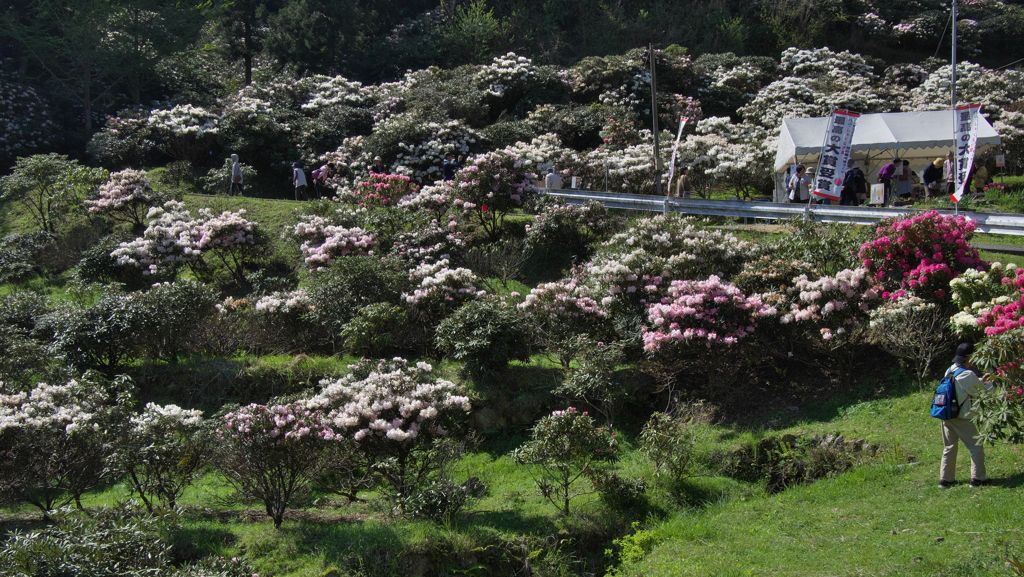 石楠花の里・３