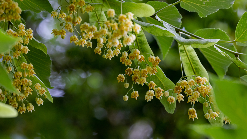 菩提樹の花・１＿２