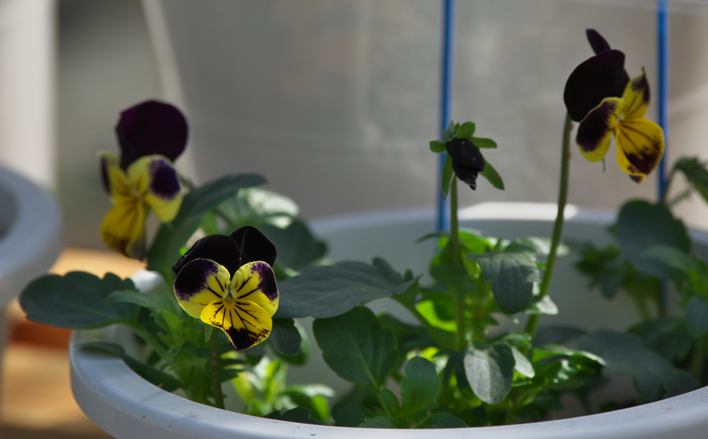 リトルバンビーニ