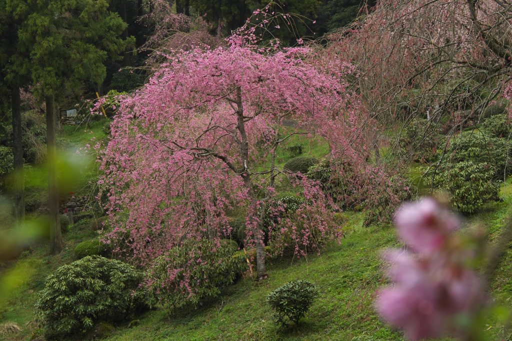 しだれ桜・４