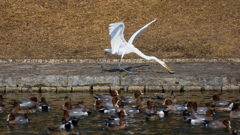 公園の野鳥たち＿７