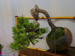 小品・松柏盆栽展１３