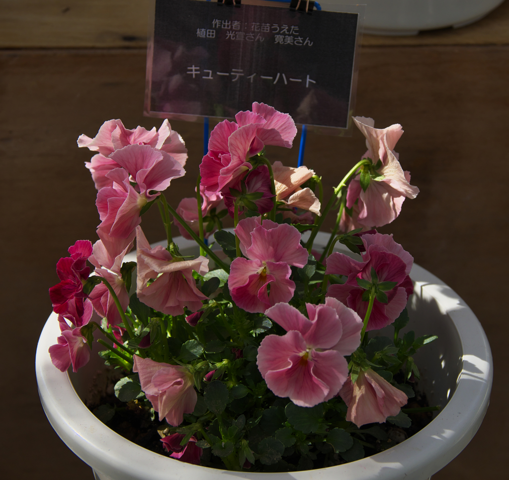 キューティーハート