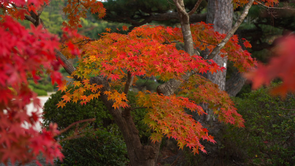紅葉＿毛利氏庭園・３０＿７