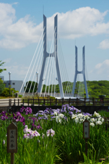 花菖蒲・２８