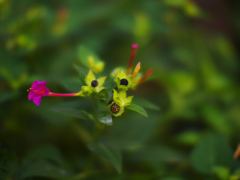 試写・３  NOKTON 42.5mm F0.95（マイクロフォーサーズ）