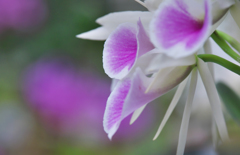 秋のラン展・１３