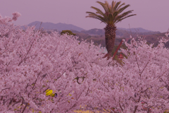 春はサクラ色・８