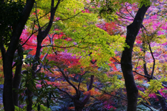秋の彩り＿２１