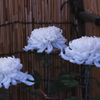 菊　花＿９