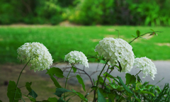 初夏の花・３＿１