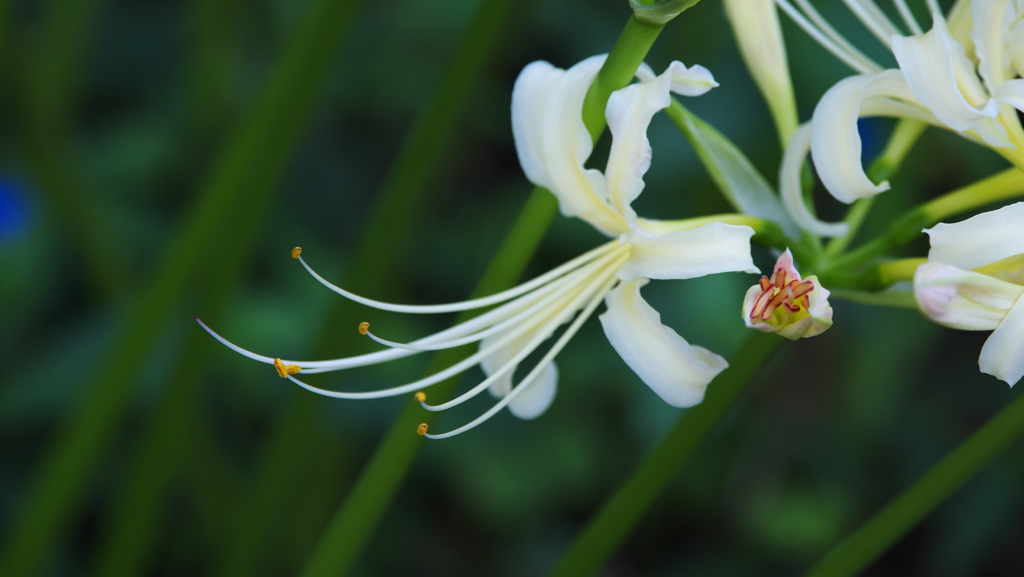 彼岸花・３０＿４