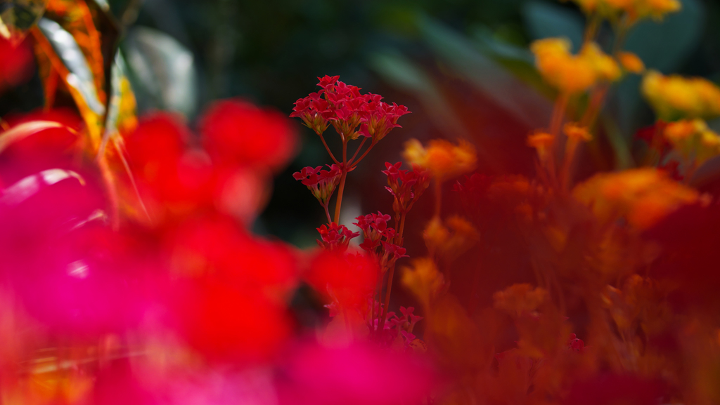 多肉植物の花＿３