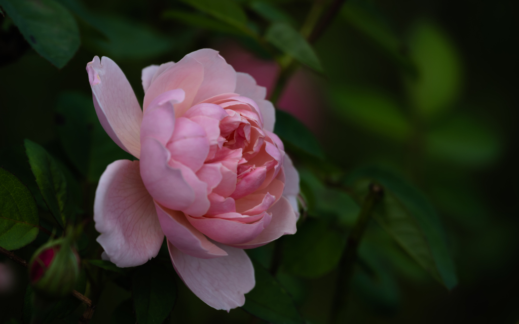 秋薔薇＿１１