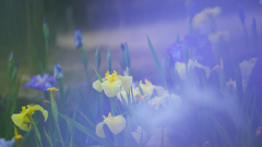 花菖蒲・２５