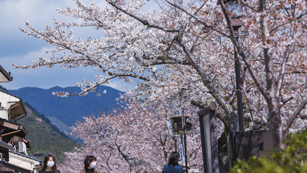 一ノ坂川の桜・７