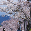 一ノ坂川の桜・７