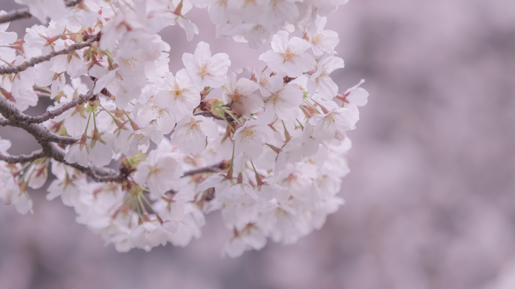 桜・１＿４