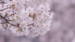 桜・１＿４