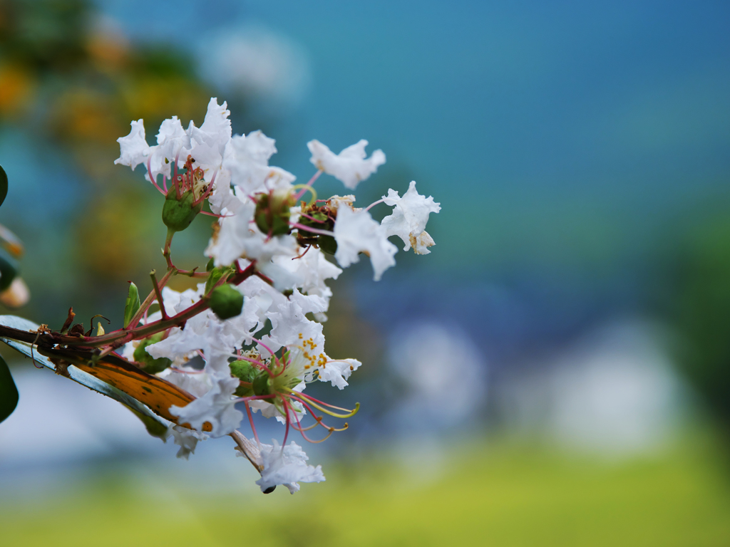 晩　　夏