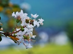 晩　　夏